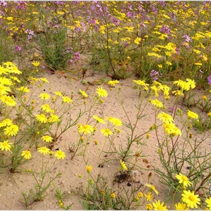 The kingdom&#39;s deserts are fragrant with the scent of lavender, covered in spring plants