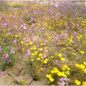 The kingdom&#39;s deserts are fragrant with the scent of lavender, covered in spring plants