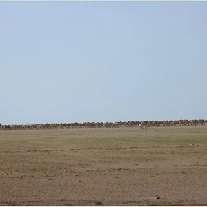 The kingdom&#39;s deserts are fragrant with the scent of lavender, covered in spring plants