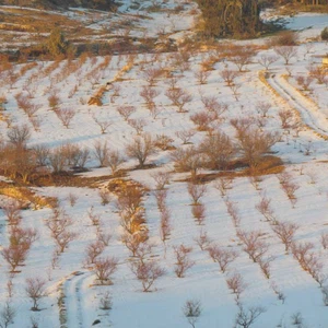 أراضي زراعية تُغطيها الثلوج