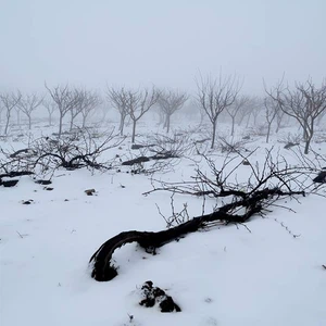 الثلوج في أعالي مرتفعات عجلون، تصوير احمد ذيابات 