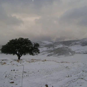 صورة من ثلوج 2013 تصوير وائل حكيم