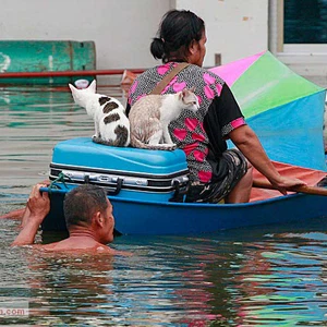 بالصور : كيف يتعامل التايلانديون مع الفيضانات 