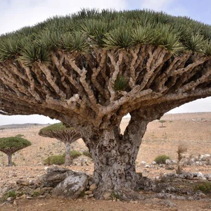 جزيرة سوقطره - شجرة على شكل مظلّة