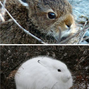 شاهد الحيوانات التي تغير لونها إلى الأبيض في الشتاء 