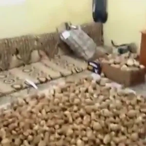 بالفيديو : سعودي يعثر على كميّة هائلة من الفقع قيمتها 30 ألف ريال 