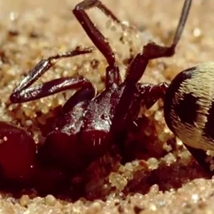 شاهد براعة هذا العنكبوت في اصطياد فرائسه و حماية نفسه من الحرّ الشديد