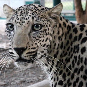 لحظة اصطياد نمر عربي "فهد" و قتله شمال حائل 