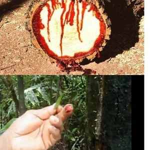 بالصور: شجرة نادرة تنزف دماً عند خدشها 