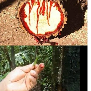 En images : un arbre rare qui saigne au grattage
