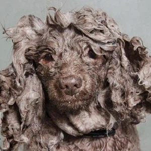 وهذا الكلب ذو الشعر الكثيف اختلف شكله 
