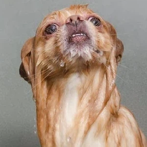 صور مُضحكة لمجموعة من الكلاب بعد الاستحمام 
