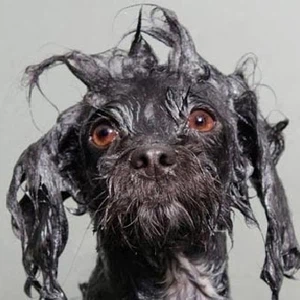 هكذا تبدو الكلاب بعد الاستحمام مباشرة