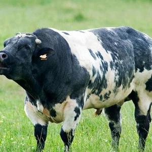 نوع من البقر يبدو وكأنه يمارس رياضة حمل الأثقال 