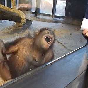 شاهد: خدعة سحرية تُدخل قردًا في نوبة ضحك 