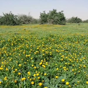 Pictures: Al-Tanhat Kindergarten, north of Riyadh.. A wide green carpet full of millions of flowers