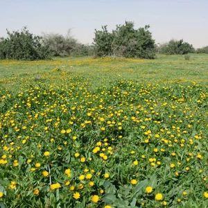 بالصور: روضة التنهات شمال الرياض .. بساط أخضر واسع يغص بملايين الأزهار