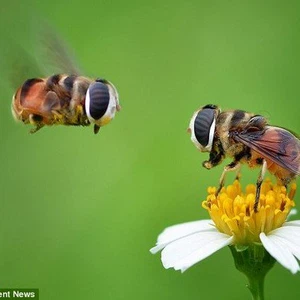 مشهد غاية في الروعة  لزوجين من النحل و هما يتجولان حول الأزهار
