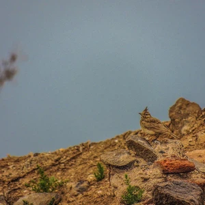  بالصور..  شاهد طيور بحيرة مارتشيكا في المغرب