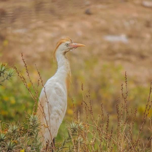  بالصور..  شاهد طيور بحيرة مارتشيكا في المغرب