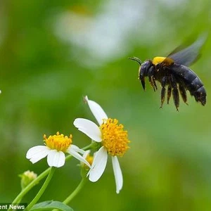 بالصور .. تفاصيل رائعة لتجوّل النحل بين الأزهار 
