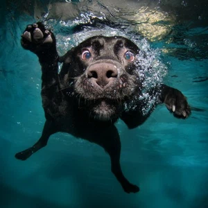 المصور تلقى حتى الان ما يقارب 1000 عرض لتصوير الكلاب تحت الماء 