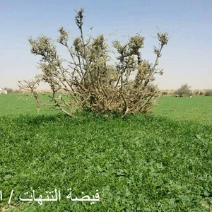 Pictures: Al-Tanhat Kindergarten, north of Riyadh.. A wide green carpet full of millions of flowers