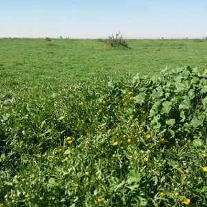 Photos : Al-Tanhat Kindergarten, au nord de Riyad. Un large tapis vert rempli de millions de fleurs