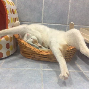 20 صورة تُثبت بأن القطط قادرة على النوم في أي مكان قد تتخيله