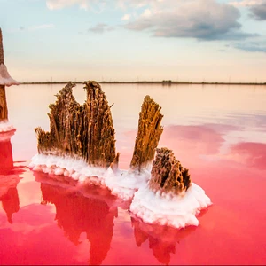 اكتسبت المياه اللون الأحمر بفعل طحالب الوردية التي تتكاثر بسرعة في بيئة من المياه شديدة الملوحة. 