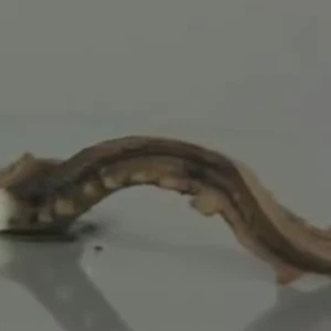 بالفيديو : مادة كيميائية عجيبة يخرج منها ما يُشبه الأفاعي إذا احرقتها  