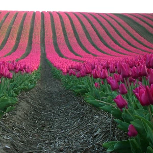 Tulips in the Netherlands .. Paintings on the ground