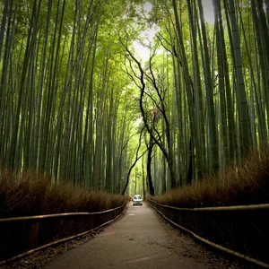 مسار الخيزران/ اليابان: يقع في مدينة أراشيياما، في غابة الخيزران.