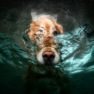 بالصور : مشاهد غطس الكلاب تحت الماء تحول مصوراً من الفقر إلى الثراء