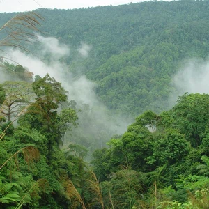 En images : les plus belles forêts du monde