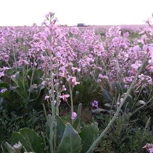 A colony of pink flowers appears in Shaqra in a very rare natural sight