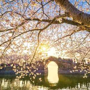 Watch the Cherry Blossom Festival in China