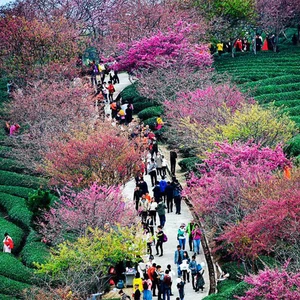 Watch the Cherry Blossom Festival in China