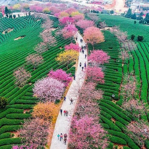شاهد  مهرجان أزهار الكرز في الصين