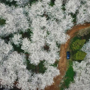 Watch the Cherry Blossom Festival in China