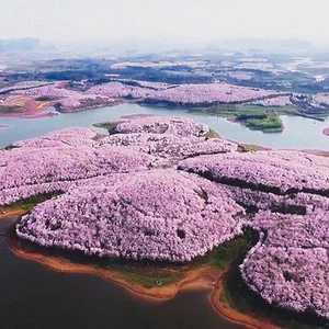 Assistez au festival des fleurs de cerisier en Chine