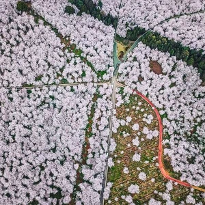 Watch the Cherry Blossom Festival in China