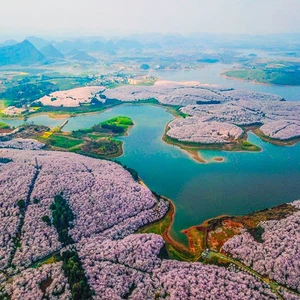 Assistez au festival des fleurs de cerisier en Chine