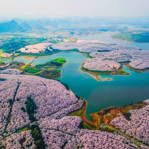 Watch the Cherry Blossom Festival in China