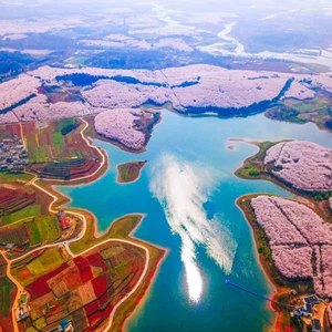 Assistez au festival des fleurs de cerisier en Chine