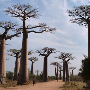 جزيرة مدغشقر- أشجار الباوباب عمرها يزيد عن 800 عام