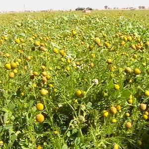 بالصور : الصحراء ما بين حائل و رفحاء ترتدي لون الربيع الأخضر بعد موجة الامطار
