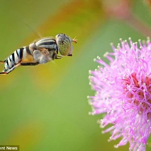 بالصور .. تفاصيل رائعة لتجوّل النحل بين الأزهار 