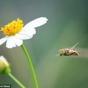 صور لأحد زوجين النحل هو ينقل اللقاح لبراعم هذه الزهرة 