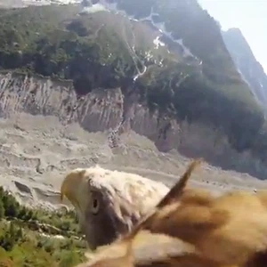 بالفيديو : شاهد كيف يرى النسر العالم بوضع كاميرا على ظهره 